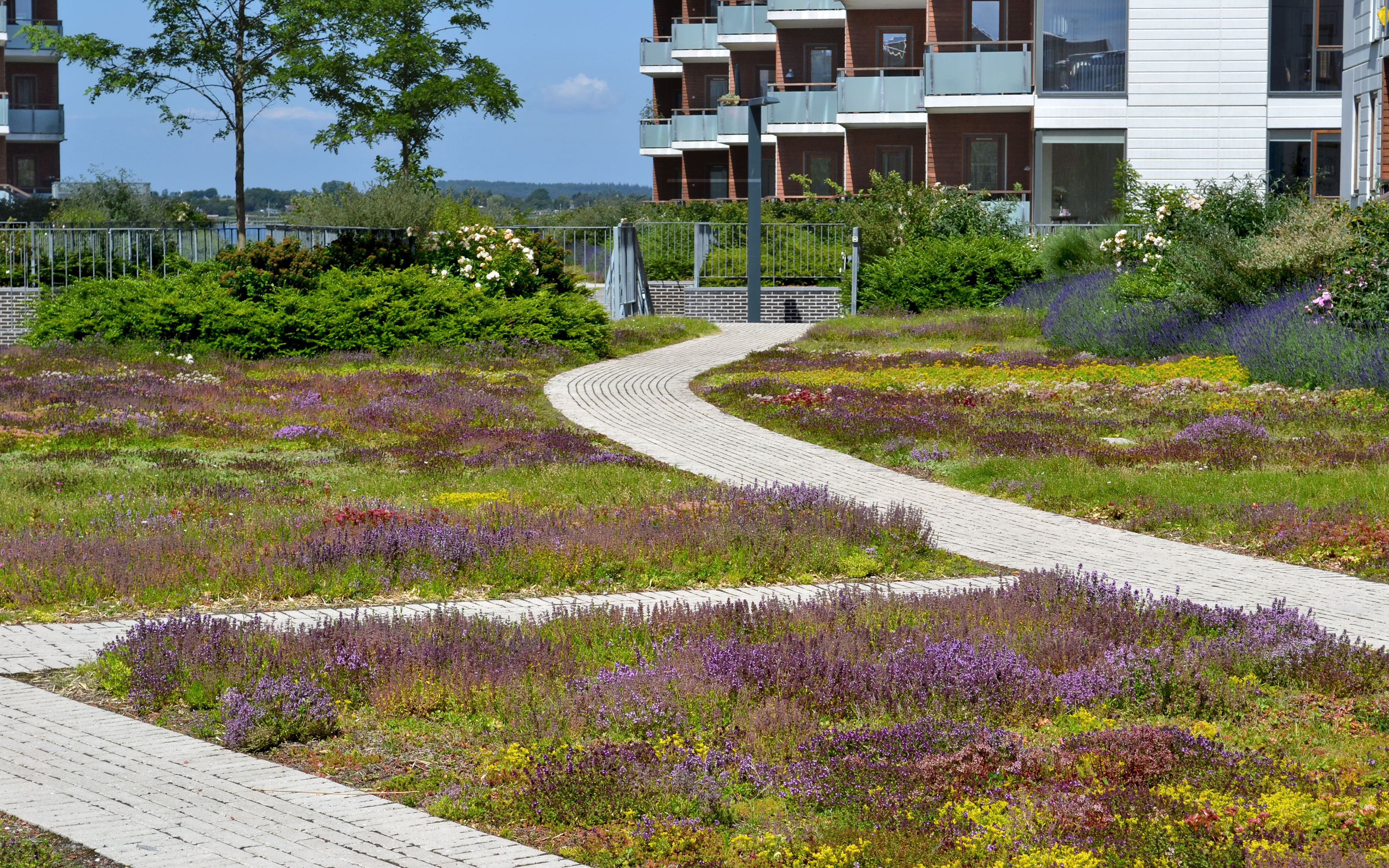 From the slightly curved public path you can see and smell a colourful interplay of drought resistant plants.   Green roof with perennials and pathways